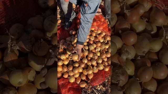 Лук оптом смотреть онлайн