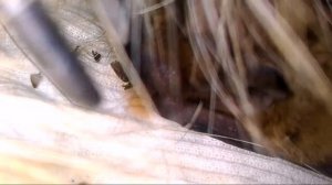 Новая летучая мышка - рыжая вечерница (чем кормить и как)