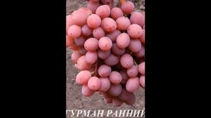 ВИНОГРАД ГУРМАН РАННИЙ И ДЕНИСОВСКИЙ