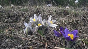 Катание по весеннему лесу. Подснежники