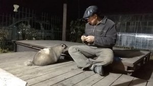 Дачный барсук. Приручение #25