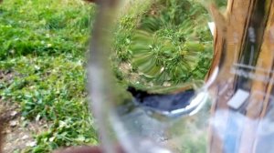 Золото с 200гр.ипортных ламелей.Какой будет выход ?