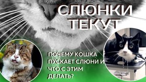Слюнки текут:почему кошка пускает слюни и что с этим делать?
