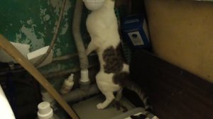 Кот не жжёт, он просто какает!