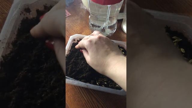 Polisad,как сажать траву для кошек смотреть онлайн