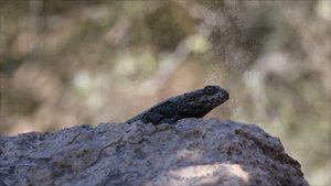 Звуки леса. Ящерица. Лето.