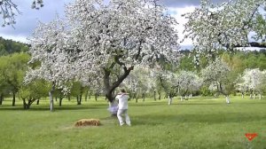 Волшебный яблочный сад