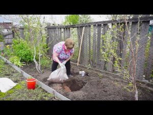 "Удачная среда" - посадка голубики высокорослой (Бийское телевидение)