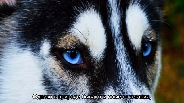 Хаски с разными глазами: с голубыми и карими, арлекины