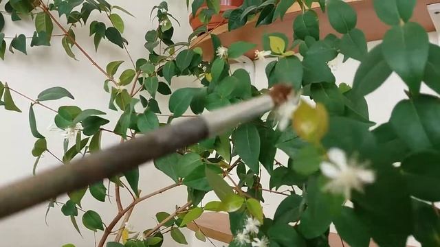 Как опылить растение в домашних условиях. Опыление без пчел) смотреть онлайн