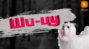 Ши-цу: история, особенности породы и как правильно ухаживать за милыми собачками