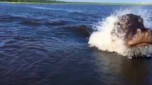 СКОРОСТЬ ПЕРЕДВИЖЕНИЯ БЕГЕМОТА В ВОДЕ