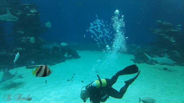 ЭЙЛАТ. ISRAEL. Мир акул.  Парк "Подводная обсерватория".  Park "Underwater Observatory".