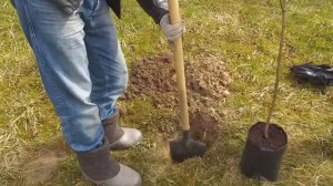 Как посадить саженцы. Самый простой и быстрый способ. Деревья меньше болеют. Будущий  сад.
