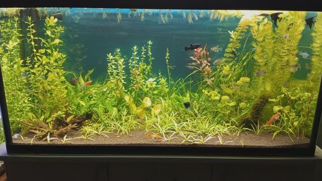 Немного новостей по трём аквариумам #NIK_72 смотреть онлайн