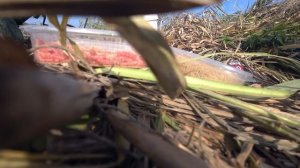 рыбалка на кубани рыбалка на реке кубань рыбалка на кубани 2020 рыбалка темрюкский район темрюк