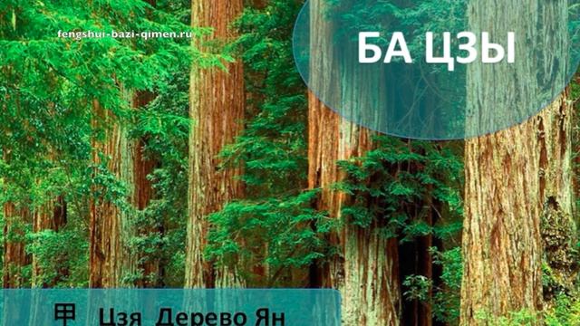 44 甲 Цзя Дерево Ян в Ба Цзы l Ба Цзы
