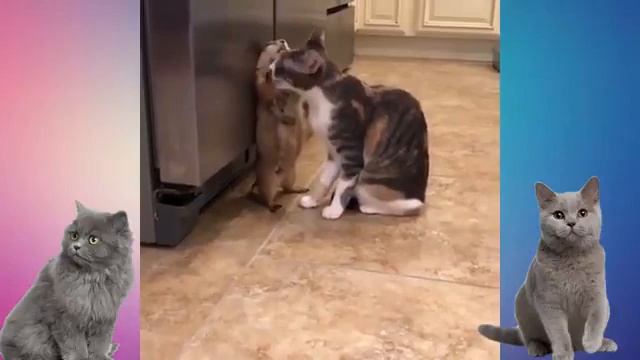 странные поведения котов. Часть 1