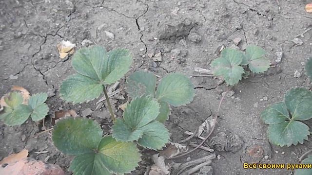 Клубника Елизавета 2 в сентябре. смотреть онлайн