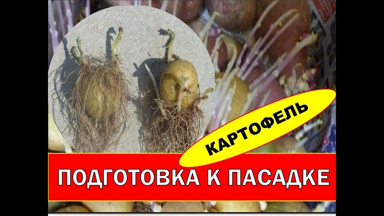 Картофель_ Выращивание раннего картофеля. Спорные Способы Проращивания Картофеля.