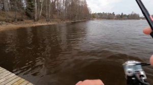 Отводной поводок плотва. Рыбалка в Финляндии. Плотва на силикон.