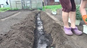 ВЫСАДКА ТОМАТОВ В ОТКРЫТЫЙ ГРУНТ СХЕМА ПОСАДКИ