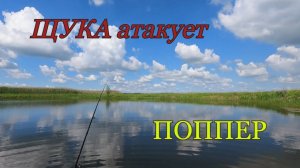ЩУКА атакует поппер.Ловим щуку на красивом водоеме.