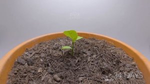 Growing LEMON TREE Time Lapse