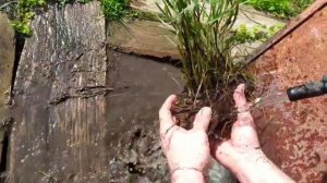 Зачем мы отмываем корни многолетников при пересадке