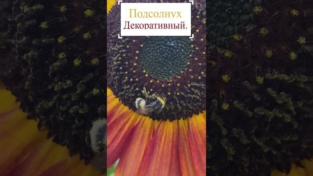 Подсолнух декоративный. (Helianthus)?