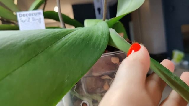 ЧАСТОКОЛ ИЗ ЦВЕТОНОСОВ ОРХИДЕЙ? В ИЗРАИЛЕ! КАК ЗАЦВЕСТИ ВСЕ СВОИ ОРХИДЕИ, ЕСЛИ РАНЬШЕ ОНИ НЕ ЦВЕЛИ? смотреть онлайн