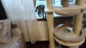 Кошки Михалыча на портале MR7ru.