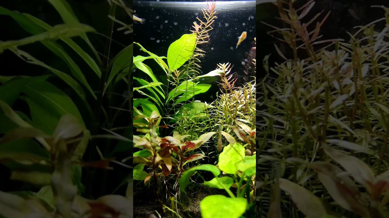 Афиосемионы развлекаются смотреть онлайн