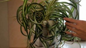 Уход за ХЛОРОФИТУМОМ. Хлорофитум бонни?