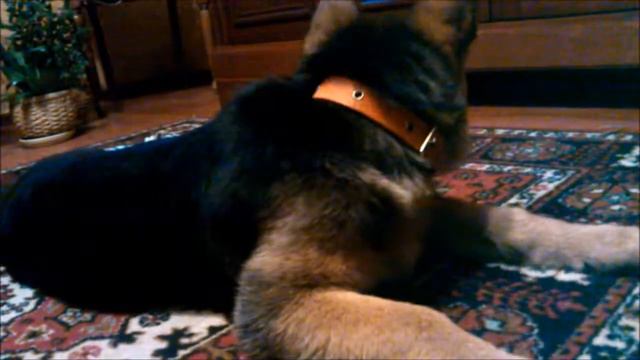 домашние игры немецкой овчарки. смотреть онлайн