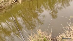 Крупный голавль на горох в мае 2022 на малой реке. Пришел, поймал, кайфанул и отпустил!