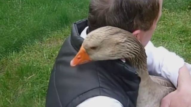 ручной гусь полковник смотреть онлайн