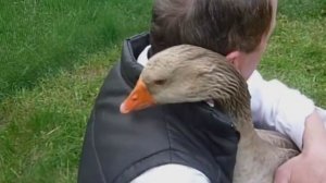 ручной гусь полковник