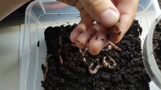 Дендробена. Начало разведения червя. смотреть онлайн