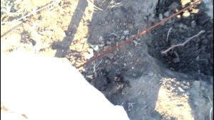 Укрытие на зиму однолетних кустов винограда, разные способы