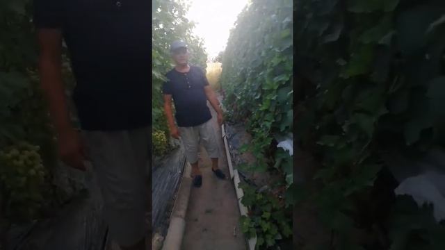 Очень ранний сорт винограда Памяти Учителя (видео 6 от 18.08.2021) смотреть онлайн