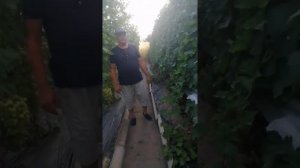 Очень ранний сорт винограда Памяти Учителя (видео 6 от 18.08.2021)