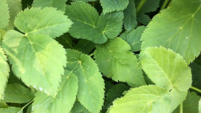 Zevenblad (Aegopodium podagraria) - 2017-05-25 смотреть онлайн