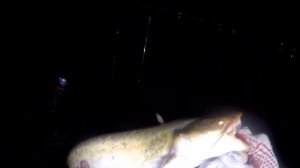 В ночь на СОМА ! Рыбалка с ЛОДКИ 2021 . Ночная ловля сома на донку