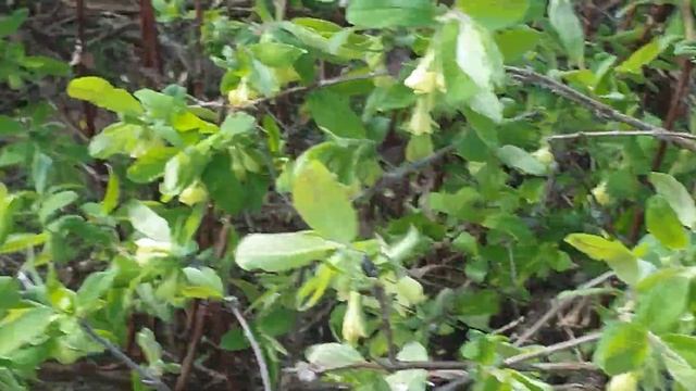 #ракитино#дача#жимолость смотреть онлайн