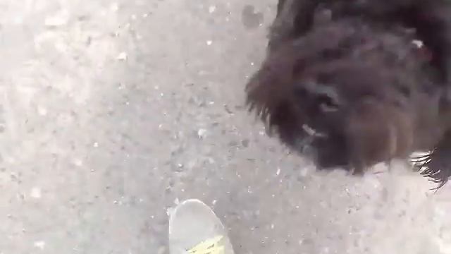 Смешная собака (Чупа Гурман) смотреть онлайн