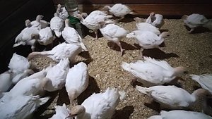 Хайбрид конвертер