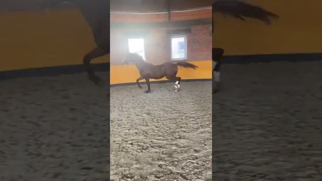 Тракененский жеребец , 2018 г. смотреть онлайн