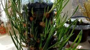 ЛУК на ЗЕЛЕНЬ в бутылке.