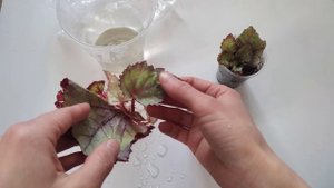 Быстрый способ вырастить детку бегонии с листа